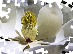 Makro, Kwiat, Magnolia, Biały