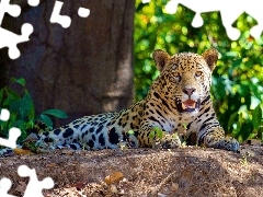 Jaguar, Las, Leżący