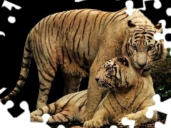 Tygrysów, Para