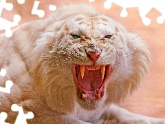 Biały, Tygrys, Rozwścieczony