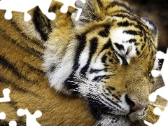 Tygrys, Śpiący