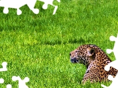 Jaguar, Trawa, Odpoczywajacy