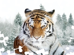 Zima, Tygrys