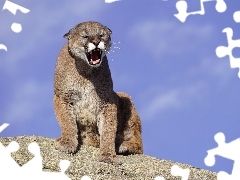 Puma, Wściekła