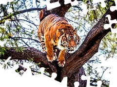 Drzewo, Tygrys