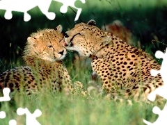 Gepardów, Czułość