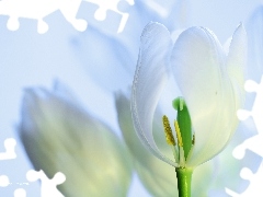 Kwiat, Pręciki, Biały, Tulipan