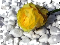Żółta, Róża, Kamienie