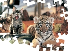 Mały, Kotek, Tygrys