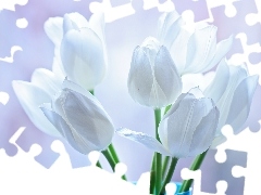 Tulipany, Kwiaty, Białe