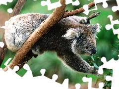 Eukaliptus, Pożywienie, Miś, Koala
