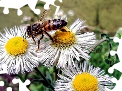 Pszczoła, Przymiotno