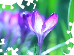 Krokus, Kwiat, Fioletowy