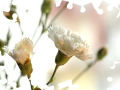 Goździk, Kwiat, Biały