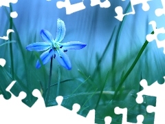 Niebieski, Kwiat, Cebulica Syberyjska