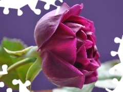 Róża, kwiat