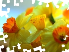Żółte, Kwiaty, Narcyzy