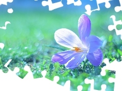 Fioletowy, Kwiat, Krokus