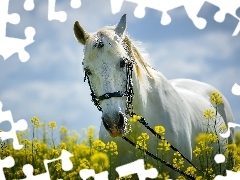 Koń, Roślinność, Biały