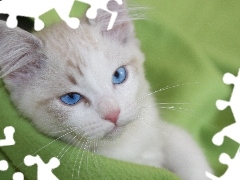 Niebieskooki, Kot, Biały