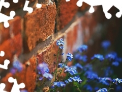 Mur, Niezapominajki, Kwiaty