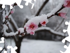 Kwitnąca, Wiśnia, Śnieg