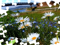 Kwiaty, Rzeka, Wiosna, Most