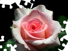 Kwiat, Róża, Przyroda
