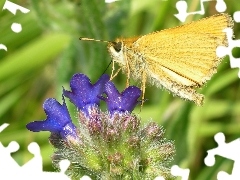 Karlątek, Motyl, Kwiat, Żółty