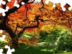 Jesienny, Kolorowy, Stare, Las, Drzewo