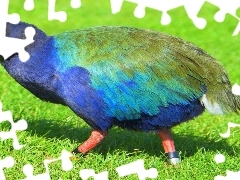 Takahe, Ptaki