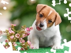 Kwiaty, Szczeniaczek, Jack Russell Terrier, Słodki
