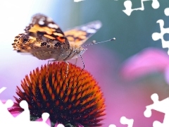 Jeżówka, Kwiat, Rusałka Osetnik, Motyl