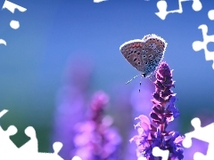 Motyl, Kwiat, Modraszek
