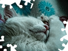 Kotek, Kocyk, Śpiący