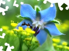 Kwiat, Niebieski, Mrówka, Owad