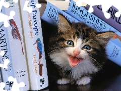 Kotek, Książki, Mały