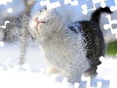Śnieg, Kot