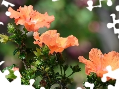 Kwiaty, Hibiskus, Pomarańczowe