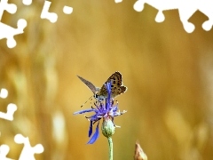 Kwiat, Niebieski, Motyl, Modraszek