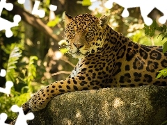 Skała, Jaguar