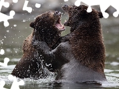 Rywalizacja, Woda, Niedźwiedzie