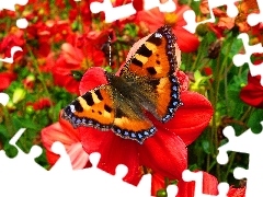 Ogród, Kwiaty, Piękny, Motyl