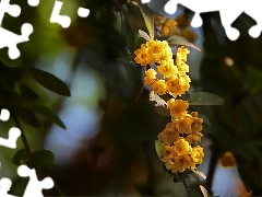 Gałązka, Kwiatuszki, Krzew, Żółte