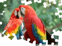 Kolorowe, Papugi, Dwie