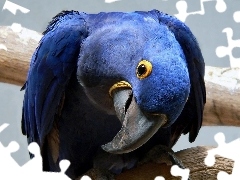 Papuga, Niebieska