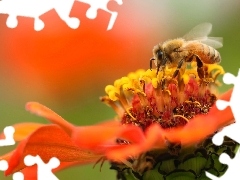 Kwiat, Pszczoła, Pomarańczowy