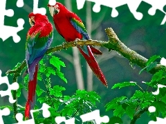 Papugi, Zielone, Dwie, Liście, Czerwono