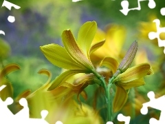 Żółte, Kwiaty, Liliowiec