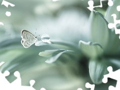 Makro, Motyl modraszek, Kwiat, Kropla